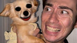 愛犬ニーナの顔がヤバすぎる。