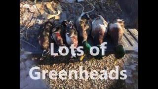 387 ac Tensas Parish Louisiana Deer & Duck Hunting Land for Sale  www.RecLand.net