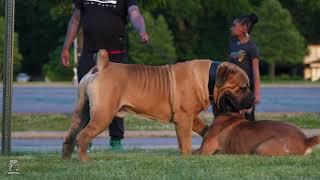 Exotic Boerboels Quality, Strength, And Beauty #boerboelpuppies #boerboelbreeders #boerboelpuppy