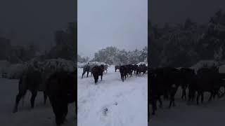 Kowboy. stockrider....
