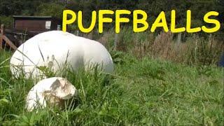 Puffballs - Allotment Grow How #puffballs #gardening