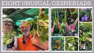 Eight unusual Gesneriads