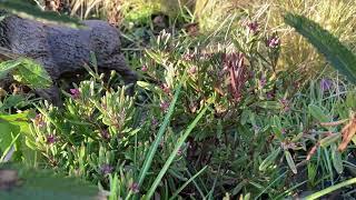 Garden Tour // Late Feb-Early March // Hellebores & Crocus