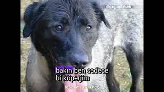 Ben bir köpeğim sadece ‍