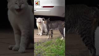 Angry Cats Sound | Cat Fight sound effects #shorts