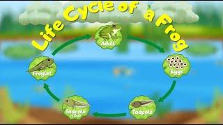 Life Cycle of a Frog Song (NEW Video!) | Frog Life Cycle for Kids | Silly School Songs