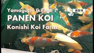 IKEAGE (Panen Koi), Yamaguchi Mudpond Bag 2, Konishi Koi Farm, Hiroshima | Tutorial Kolam Koi (19)