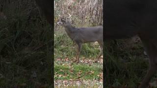 ARCHERY BUCK #hunting#deer#outdoors#nature#archery#bowhunting#michigan#whitetail#buck#jesus