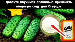 Как правильно применять пищевую соду для Огурцов? Простые рецепты подкормки для огурцов.