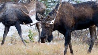 Magnificent Bull Moose Courting Cow During the Rut