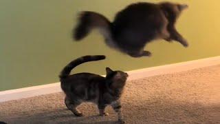 CATS and DOGS: Unpredictable Funny Animal Antics