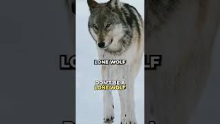 Luke Belmar: The Lone Wolf Always Loses #lukebelmar #lonewolf