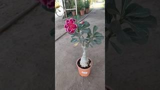 Adenium plant 🪴 #adenium #adeniumsale #plant #flowers #desertrose #green #gardening #adeniumcare