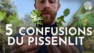 5 confusions du pissenlit