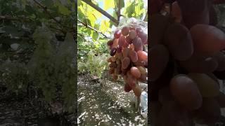 Damiski grape #grape #grapes #vines #shorts