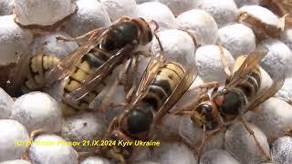 How do European Hornets Live in The Paper Nest? Гнездо Шершней Vespa crabro.