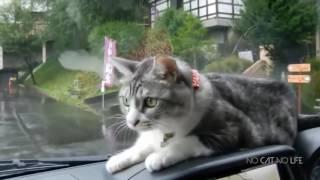 ПРИКОЛЫ С КОТАМИ CATS FUNNY VIDEOS