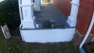 Wildlife removal in Middletown CT