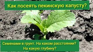 Посев пекинской капусты /Как сеять пекинскую капусту в открытый грунт/когда сажать пекинскую капусту