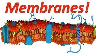 Cell Membranes Rap