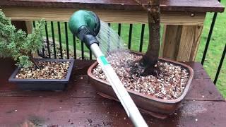 Large Japanese Maple Bonsai Repotting