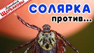 КЛЕЩИ и СОЛЯРКА… Кто кого? Тест на живых кровопийцах!