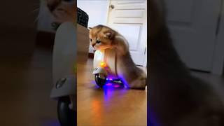 ANAK KUCING NAIK MOTOR MAINAN