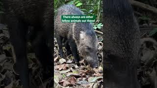 Sloth Scat Detection Dog!
