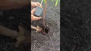 Cucumber planting with a string in the hole anchored only by growing roots, for support #shorts