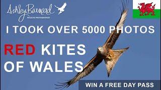 I took over 5000 photos - Photographing Red Kites in Wales at the Gigrin feeding Centre