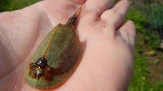 Huge Triops mauritanicus Morocco