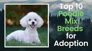 Top 10 Allure Poodle Mix Breeds for Adoption