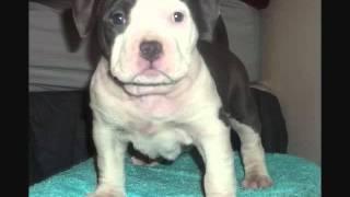 UKC/ABKC American Bully Puppies Litter Due In October