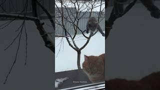 When Cats Miss the Jump…