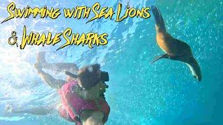 Swimming with Sea Lions & Whale Sharks in La Paz  #snorkeling #whaleshark #sealions