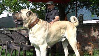 OHAA ! BU KÖPEK GERÇEKTEN DEV GİBİ ( DÜNYA BU KÖPEĞİ KONUŞUYOR ) KASTAMONULU DEV ÇOBAN KÖPEĞİ TULGA