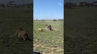 A Wildebeest Mother's Brave Defense: Fending Off Predators to Protect Her Calf