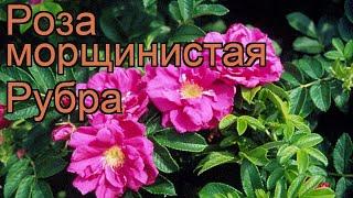 Роза морщинистая Рубра (rosa rugosa rubra)  роза Рубра обзор: как сажать саженцы розы Рубра