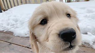 ADORABLE GOLDEN RETRIEVER PUPPY! *1 minute stress relief video*