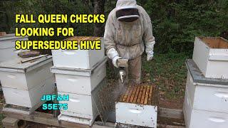 Looking for supecedure hive S5E75 #beekeeping