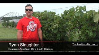Preventing bird damage on grapes by installing bird netting