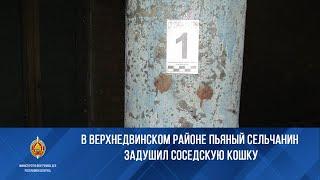 В Верхнедвинском районе пьяный сельчанин задушил соседскую кошку