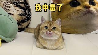 【牛奶是只猫】小猫咪竟然那么喜欢舔屏……也不知道和谁学的！！