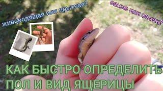 Как определить ПОЛ и ВИД у ящериц?