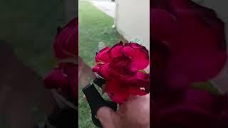 It's the thought that Counts..A Rose for my Beautiful Wife #love #life