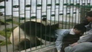 ARCHIVE CLASSIC: Angry panda attacks man and steals his jacket