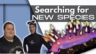 Searching for NEW SPECIES of Nudibranch in Philippines | Critter Hunter