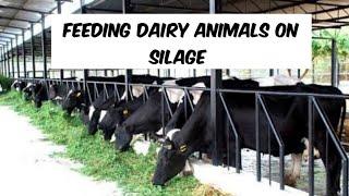 How to feed dairy cattle on silage under zero grazing, watch this before anything.