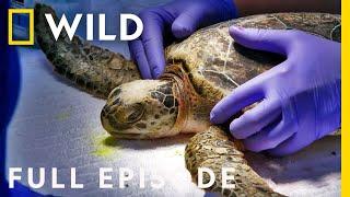 Sea Turtle SOS (Full Episode) | Magic of Disney's Animal Kingdom