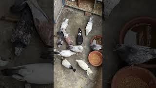#kabootar #kabutar Lover ️️️️